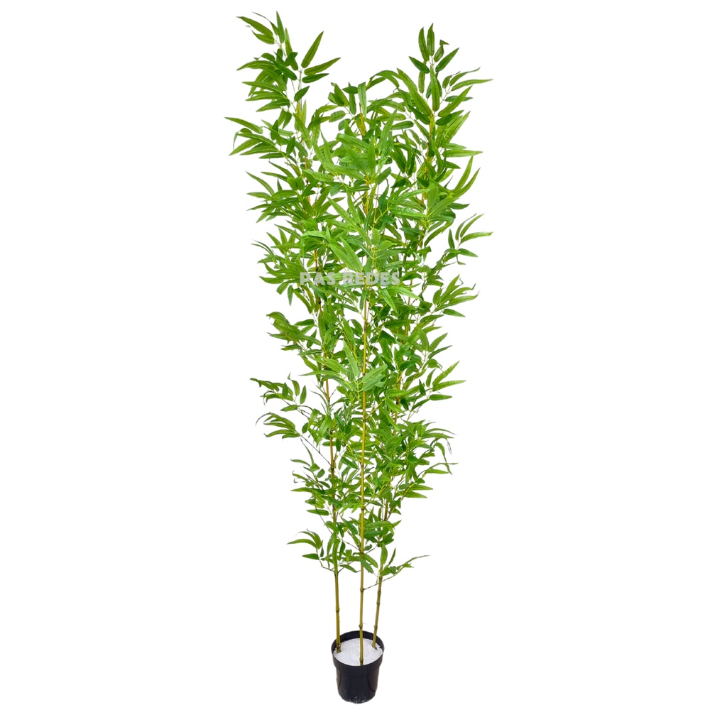 Bambu